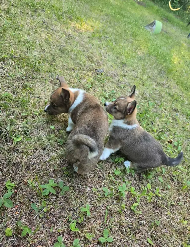 ✨ Sweet Cardigan Corgi Puppies Looking for Forever Homes!✨ in Dogs & Puppies for Rehoming in Strathcona County - Image 3