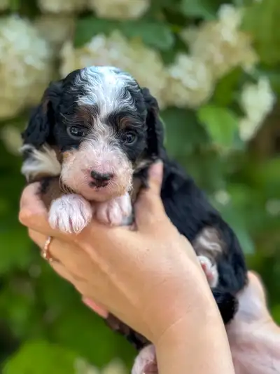 Now Accepting Final Reservations! F1b Micro Bernedoodle Puppies — Only 4 of 8 spots remaining! ✨ Bor...