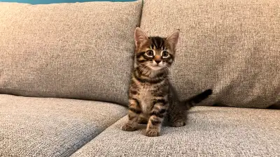 petit chaton, View more