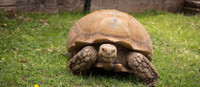 Looking for: Sulcata Tortoise