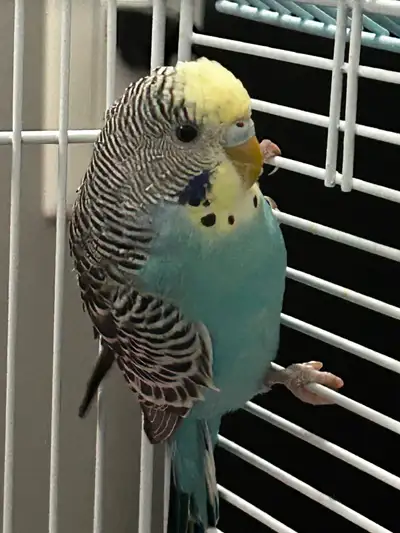 2 Budgies and Bird Cage (See description for price details), View more