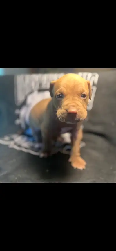  PUPPY (8weeks), View more
