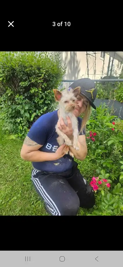 BEST PRICED....BEST CUTS, PET GROOMING, View more