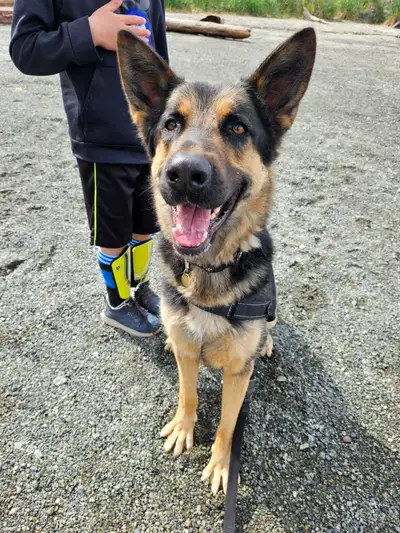 German Shepherd Rehoming, View more