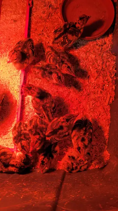 Ridley Bronze Turkey Poults, View more