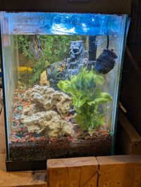 Fish tanks and supply's 