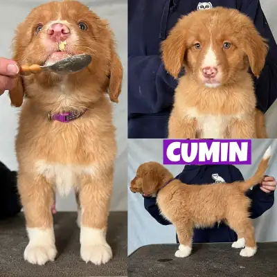 Looking to Welcome a Special Toller into Your Life? At Tollchester, we’re passionate about raising N...