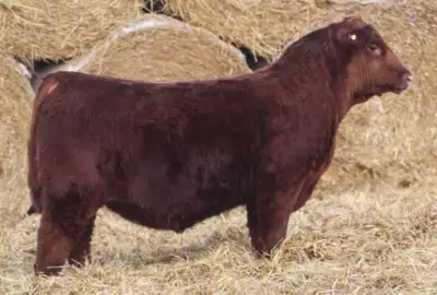 Yearling bull for sale. 88 lb birthweight. 710 lb weaning weight. 1200 lb yearling weight. 37.5 cm s...