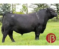 2- Black Angus Yearling Bulls 