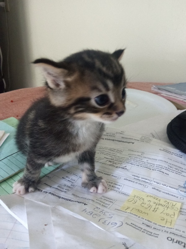 FREE KITTENS Cats & Kittens for Rehoming Ottawa Kijiji