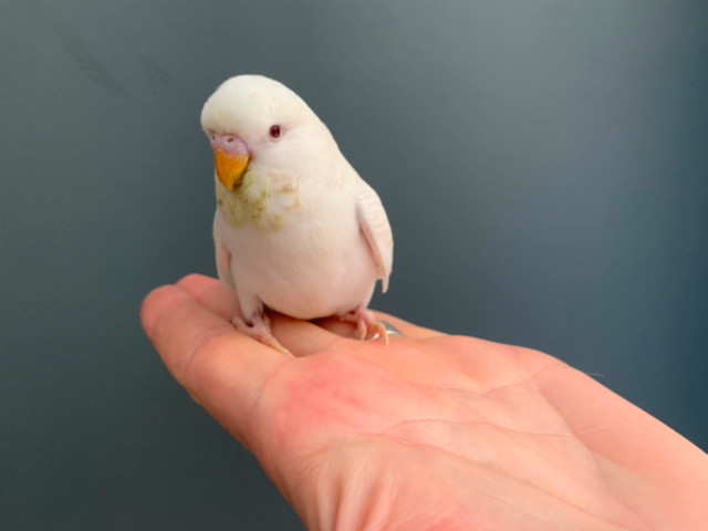 Bébé perruche à vendre dans Oiseaux à adopter  à Ville de Québec - Image 2