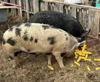 Market pigs