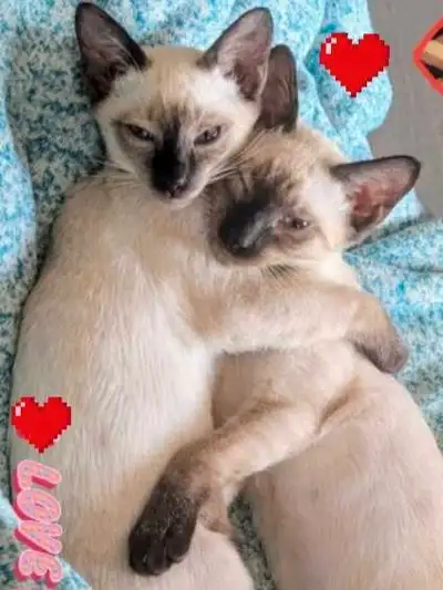♀️♂️ Vite Vite! ♥️Magnifiques Chatons Siamois Disponibles maintenant Mâles et Femelles ❤️❤️ Négo Pou...