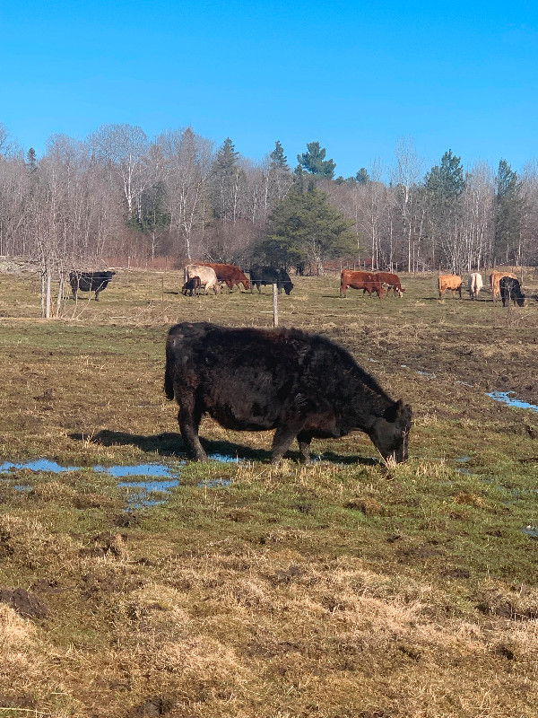 Lowline Angus Cow/Calf in Livestock in Sudbury