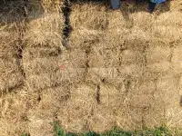 HAY for Sale [Square Bales) Barrhead Area