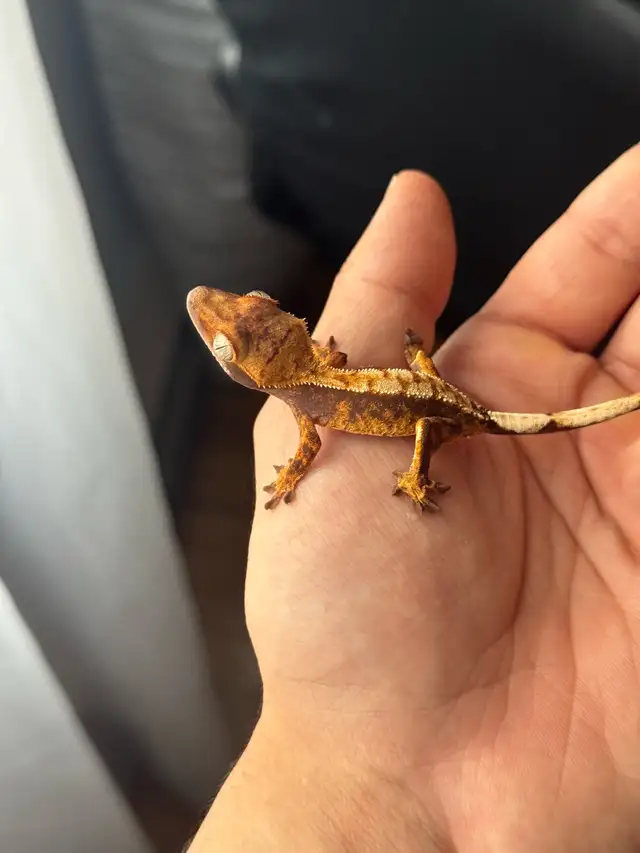 Tri-Color Extreme Harlequin Crested Gecko in Reptiles & Amphibians for Rehoming in City of Montréal - Image 4