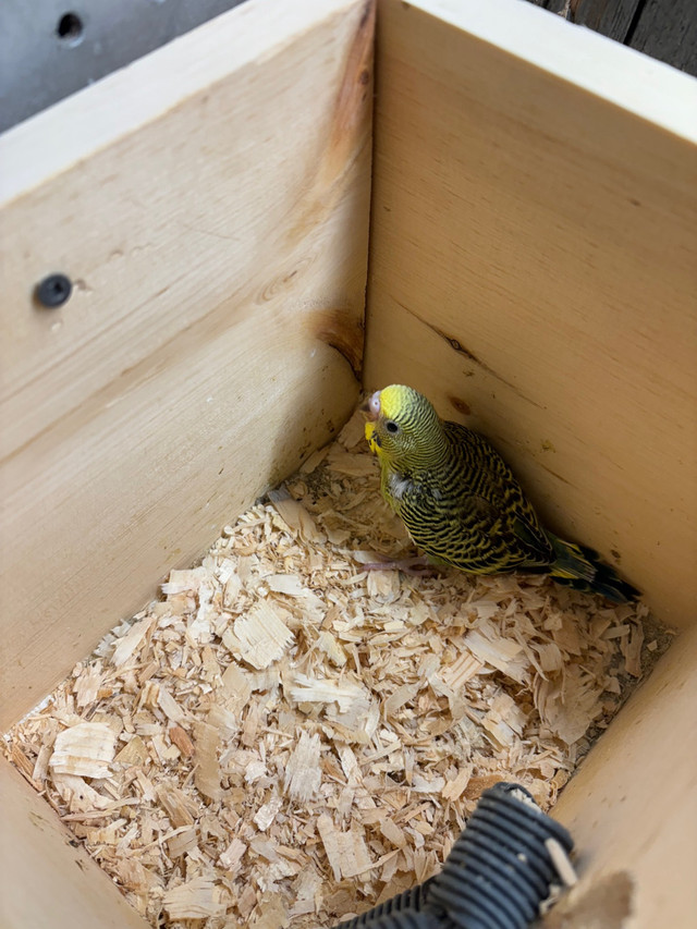 Birds  budgies in Other in Gatineau