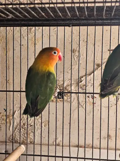 beautiful  breeding pair of love birds , View more