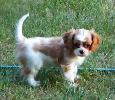 Cavalier King Charles Spaniel Blenheim Female, View more