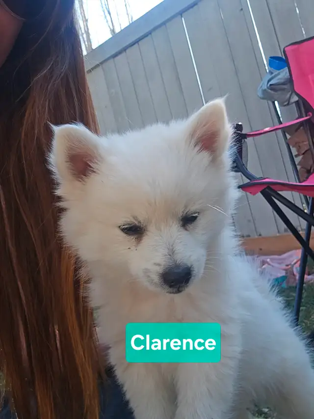 *Only 4 left!* Pomimo puppies in Dogs & Puppies for Rehoming in Edmonton - Image 4