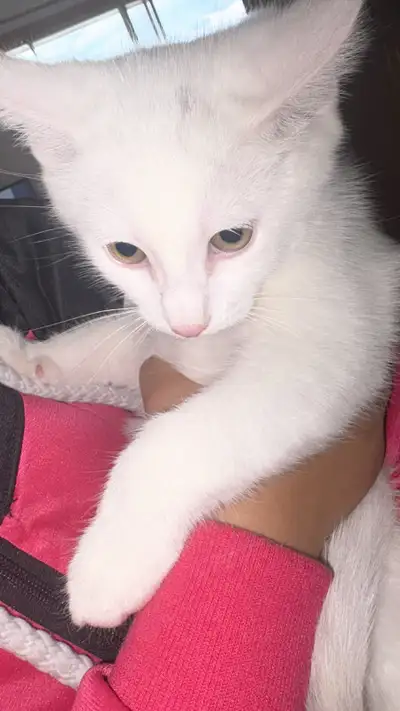 Description of the Kitten (2 months old, male): This handsome little boy is 2 months old, with a sle...