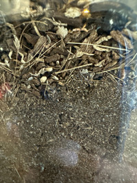 BioActive Substrate / composting soil
