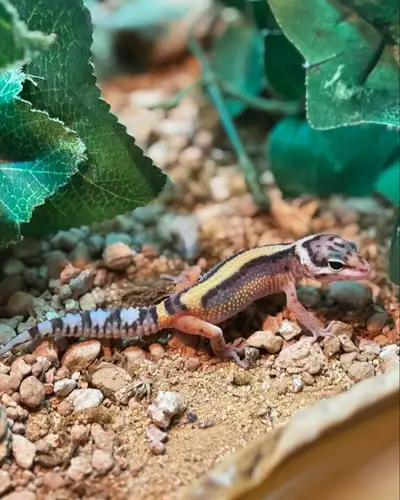 We have 2 baby female leopard geckos available at The Urban Zoo! One is a super stripe and the other...