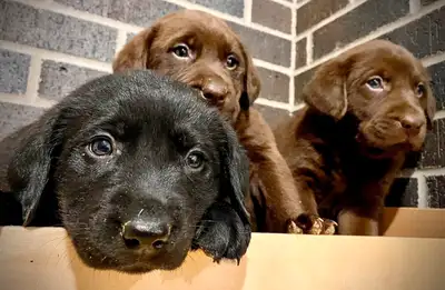 UPDATE Puppies are ready to go home today. Brown female sold. Two black females sold. Both brown mal...