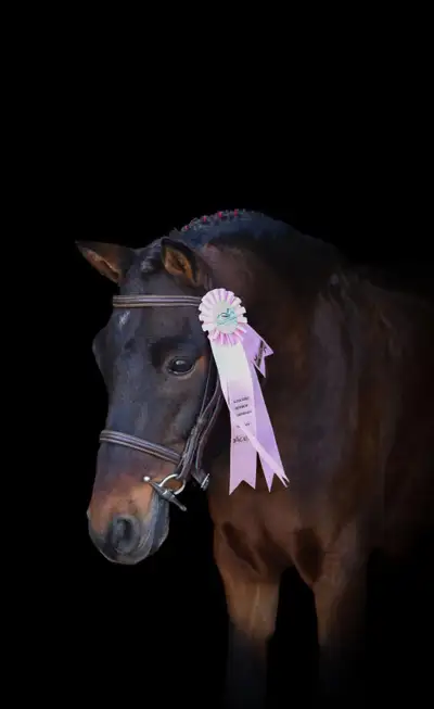 Medium Pony For Lease, View more