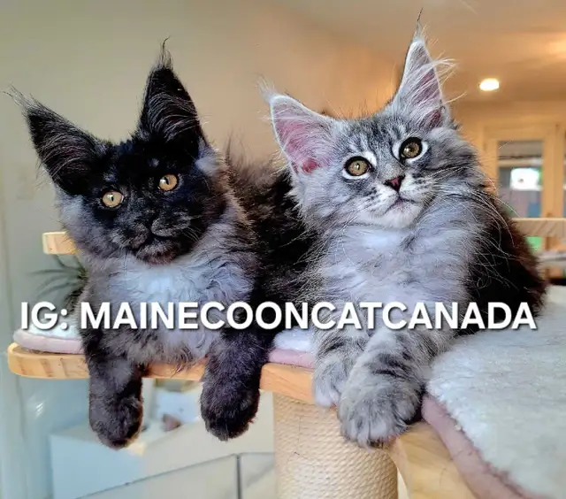 MAGNIFICENT MAINE COONS XL in Cats & Kittens for Rehoming in Oakville / Halton Region - Image 2