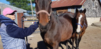 Quarter horse cross mare 15'2 hh(pending pick up)
