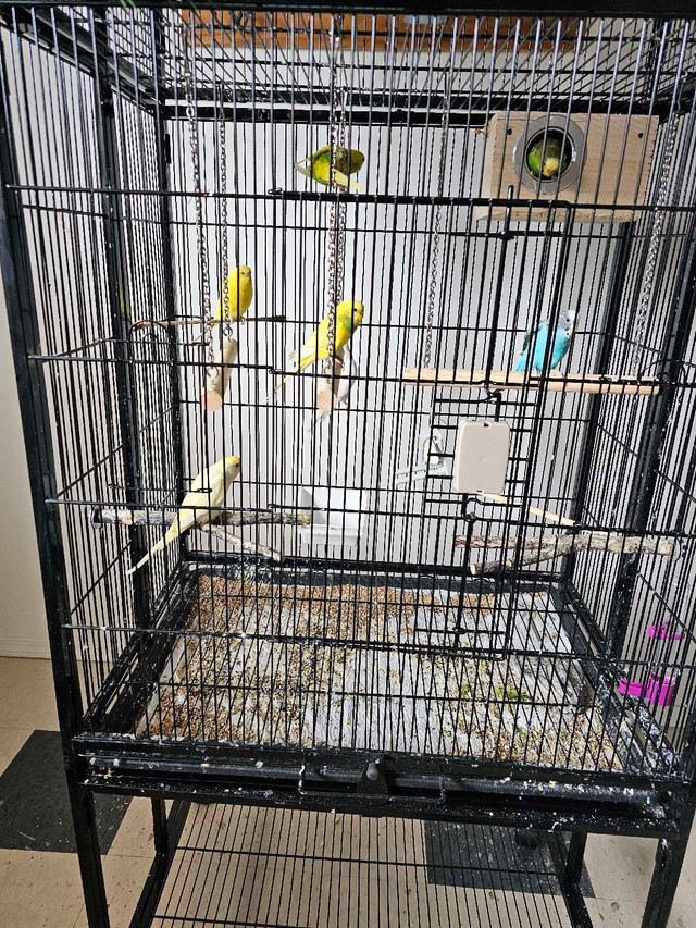 Budgies confrim pairs in Birds for Rehoming in Kamloops