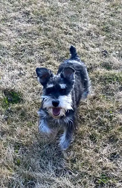 Looking to place our 4 year old female miniature schnauzer. She is sweet and cuddly. She would make...