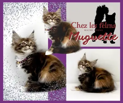 Chatons Maine Coons certificat TICA, View more