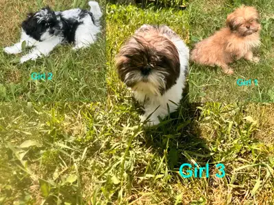 3 adorable cute little puppies 3x Female they are very playful and full of energy. They are born Apr...