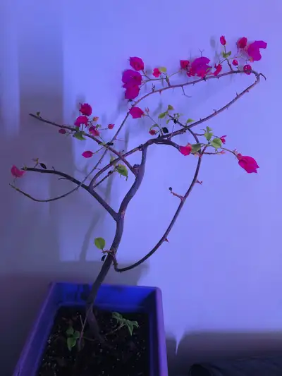 Bougainvillea Plant, View more