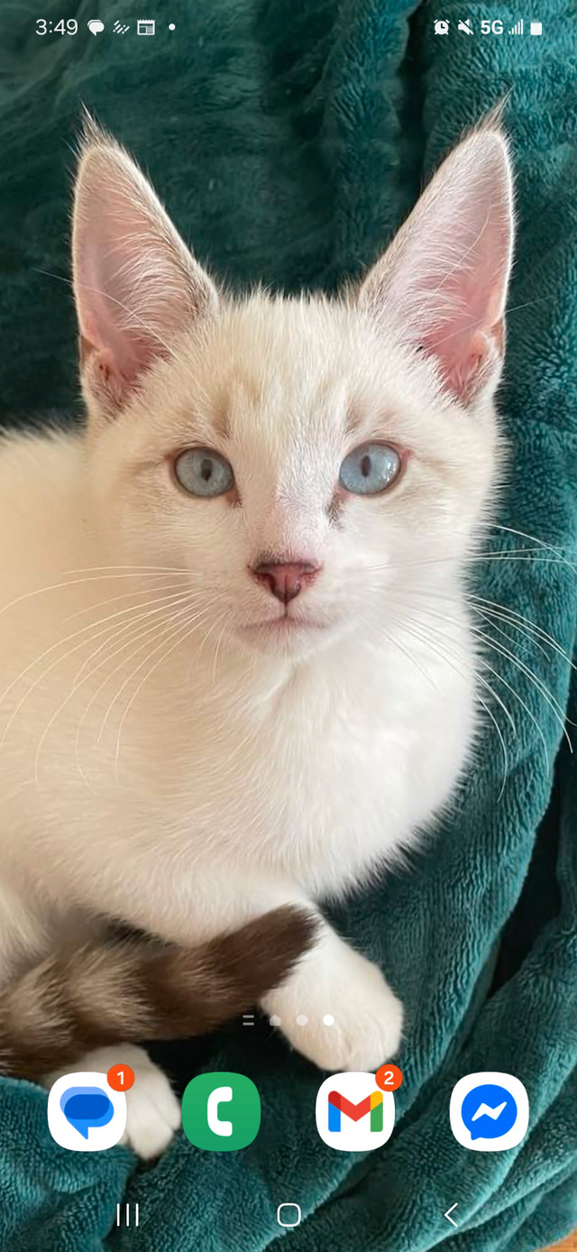 3 Kittens dans Chats et chatons à adopter  à Edmundston