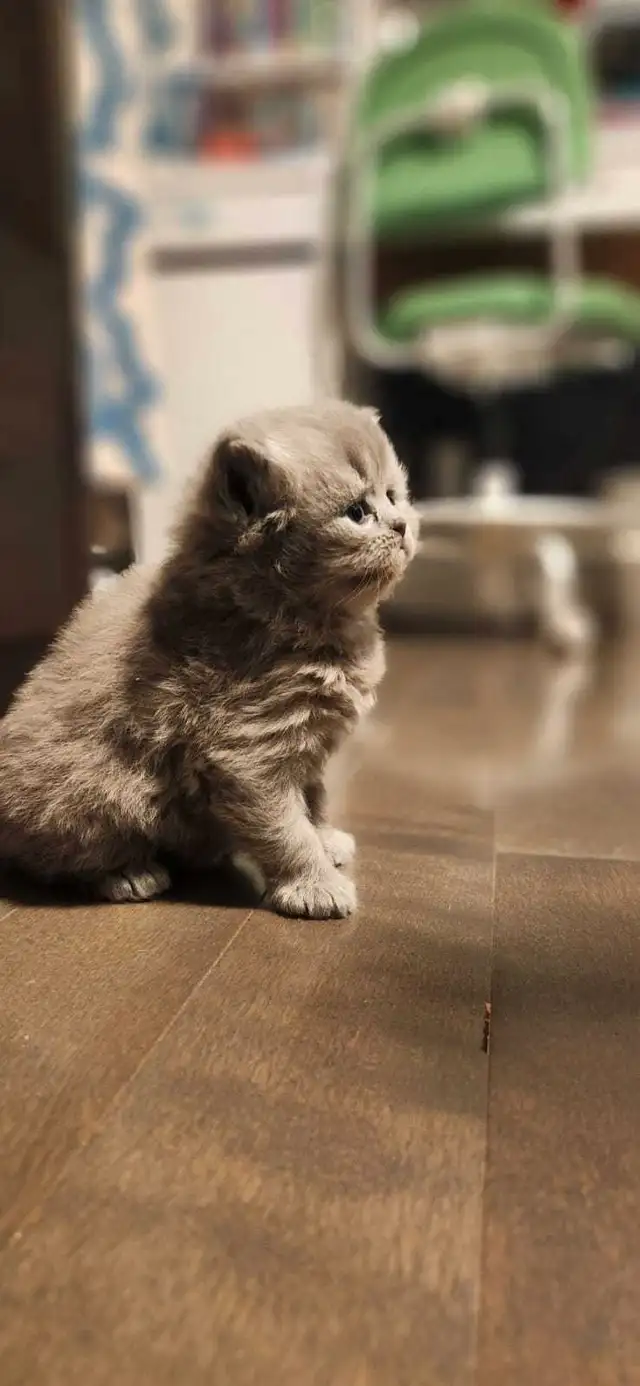 1 chaton/ 1 kitten in Cats & Kittens for Rehoming in Longueuil / South Shore - Image 4