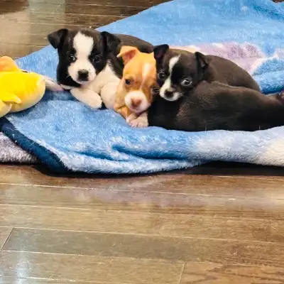 Chihuahua Puppies Ready for Their New Homes!, View more