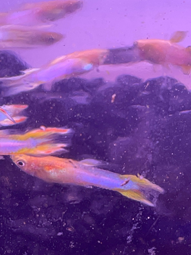 Male Japanese Blue Gold Double Sword Guppies  in Fish for Rehoming in Hamilton - Image 3