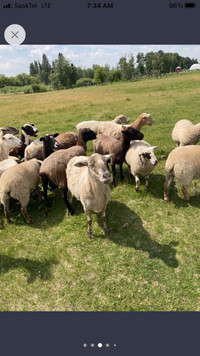 Suffolk dorper cross ewes 