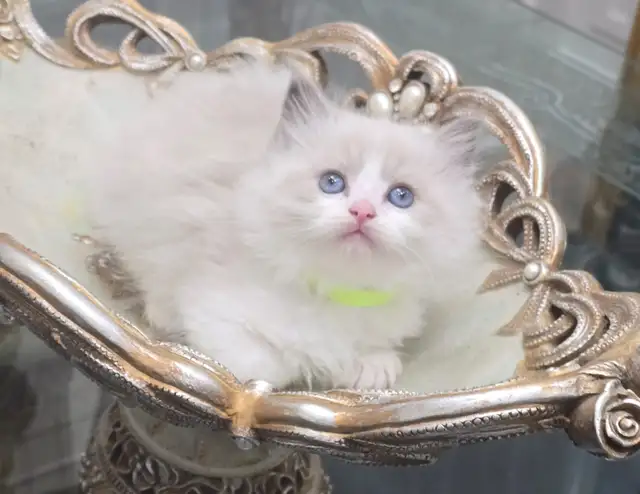 100% Pure ragdoll kittens. Both Parents onsite.