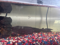 Pleco algae eater for sale with tank 