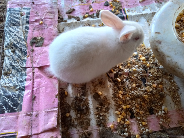 Little cute bunnies for sale in Small Animals for Rehoming in Oshawa / Durham Region