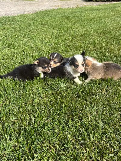 These sweethearts are located on our ranch near Vanderhoof. Their parents are our faithful family pe...