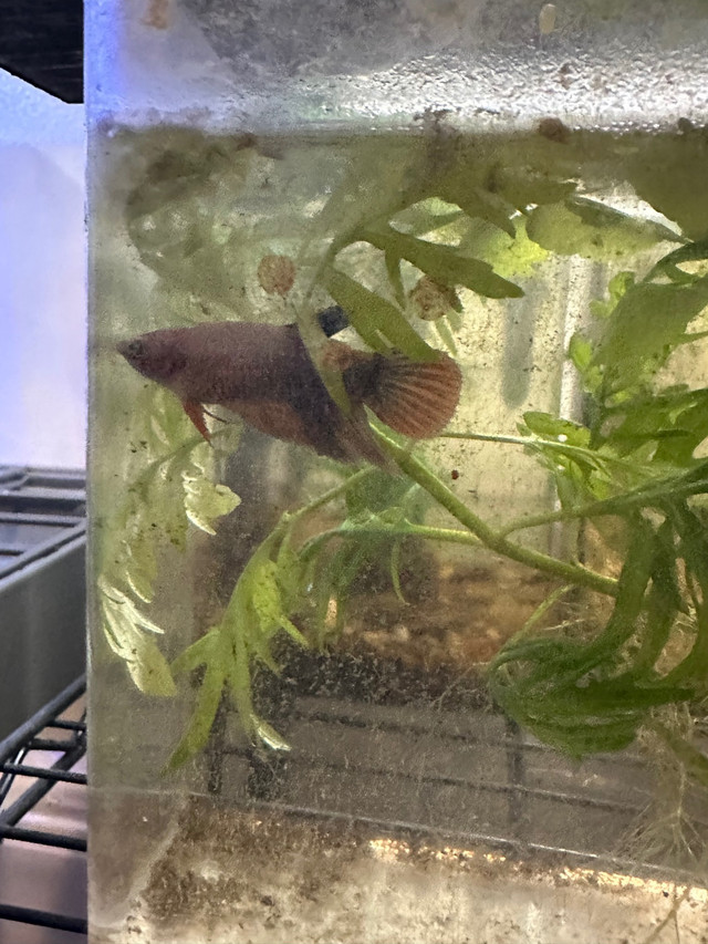 Various male and female betta  in Fish for Rehoming in Oshawa / Durham Region - Image 4