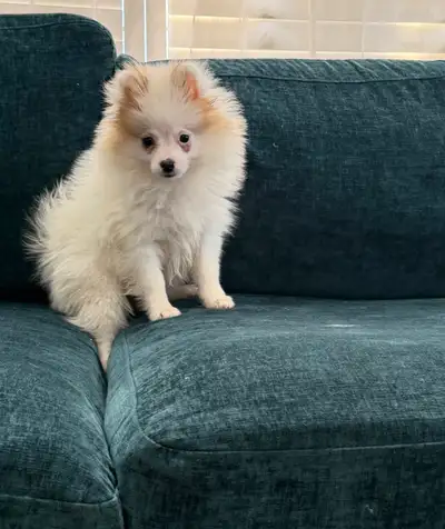 pomeranian puppy, View more