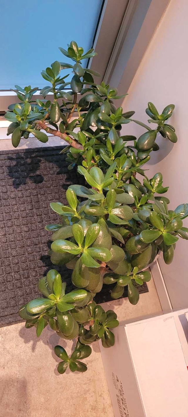 Extra Large 2 ft x 3 ft wide Jade plant pretty 9" grey pot IKEA in Other in City of Halifax - Image 3