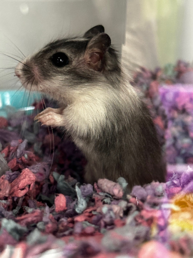 Sington Gerbil looking for home  in Small Animals for Rehoming in Calgary