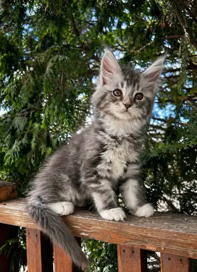 Maine coon kitten , View more